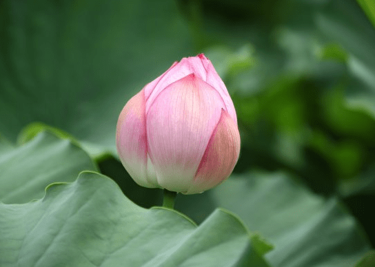 步入6月下旬，4屬相貴人相助，機遇多多，財源廣進，生活無憂(圖1)