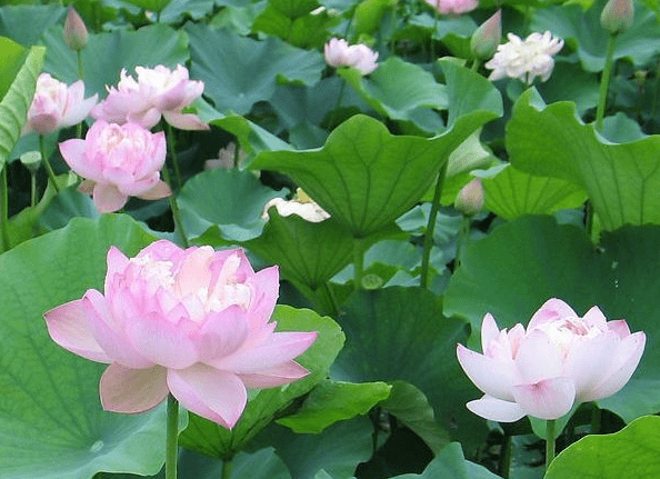 步入6月下旬，4屬相貴人相助，機遇多多，財源廣進，生活無憂(圖2)