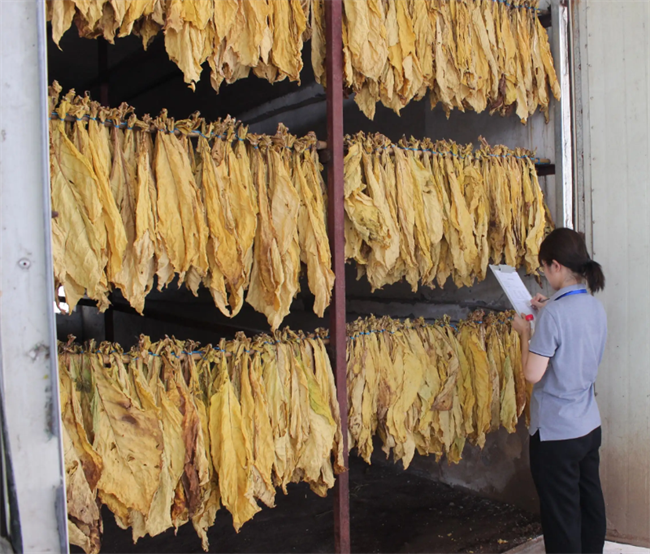 昆明新式烤煙房、烤煙烘干機(jī)哪家好？推薦云南采金烘干機(jī)廠家(圖2)