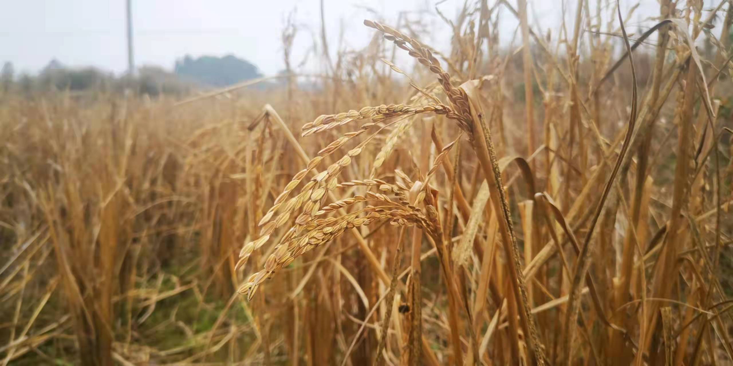 開挖耕地建房、挖砂、養(yǎng)魚……這五起破壞耕地案被起訴了(圖3)