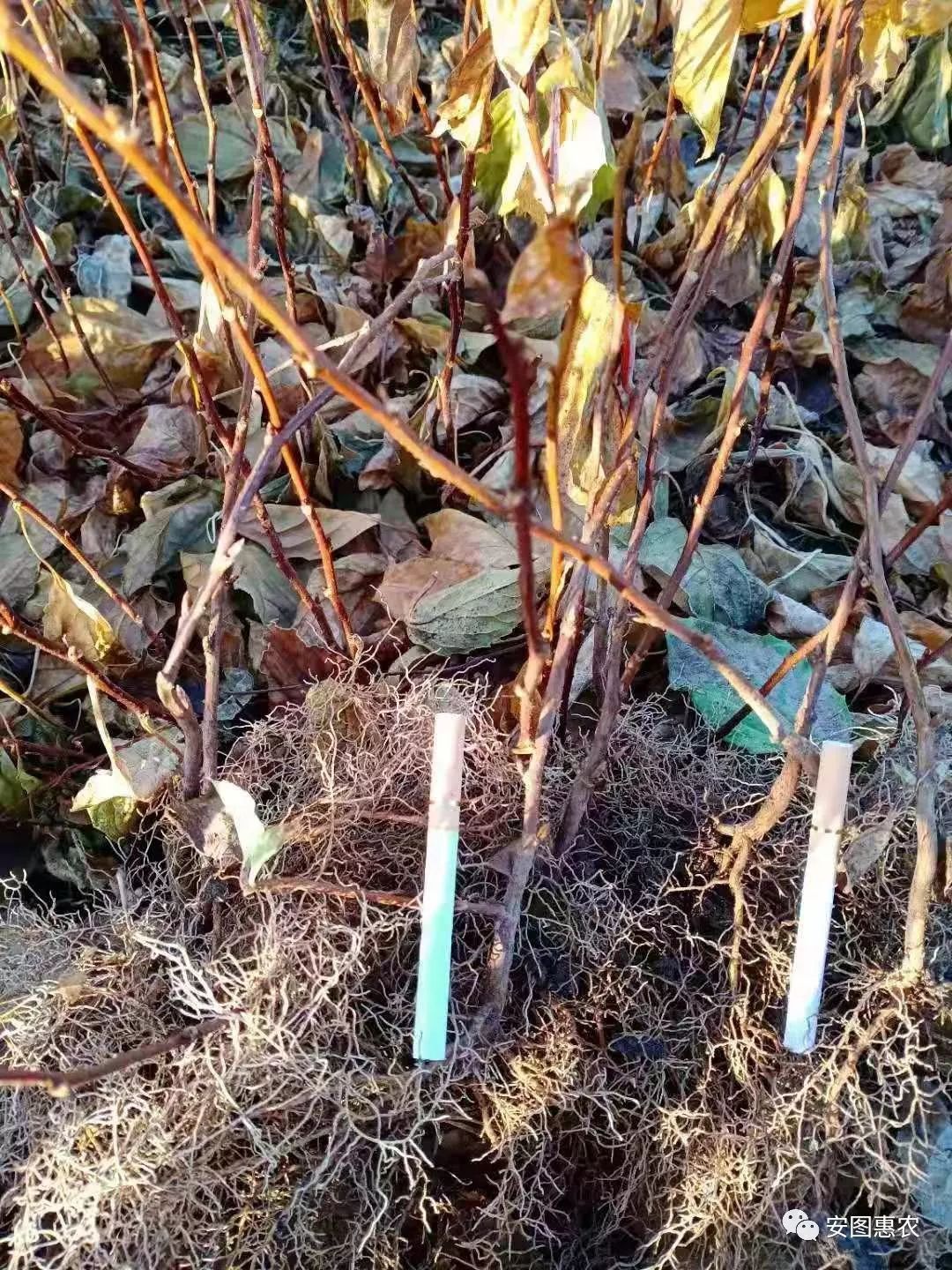 【供求信息】綜合(11.11)如您需要發(fā)布供求信息，請在文章下方留言(圖4)